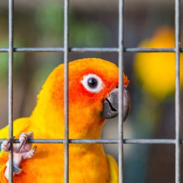 Can Conures Get Along With Cockatiels Lets Find Out