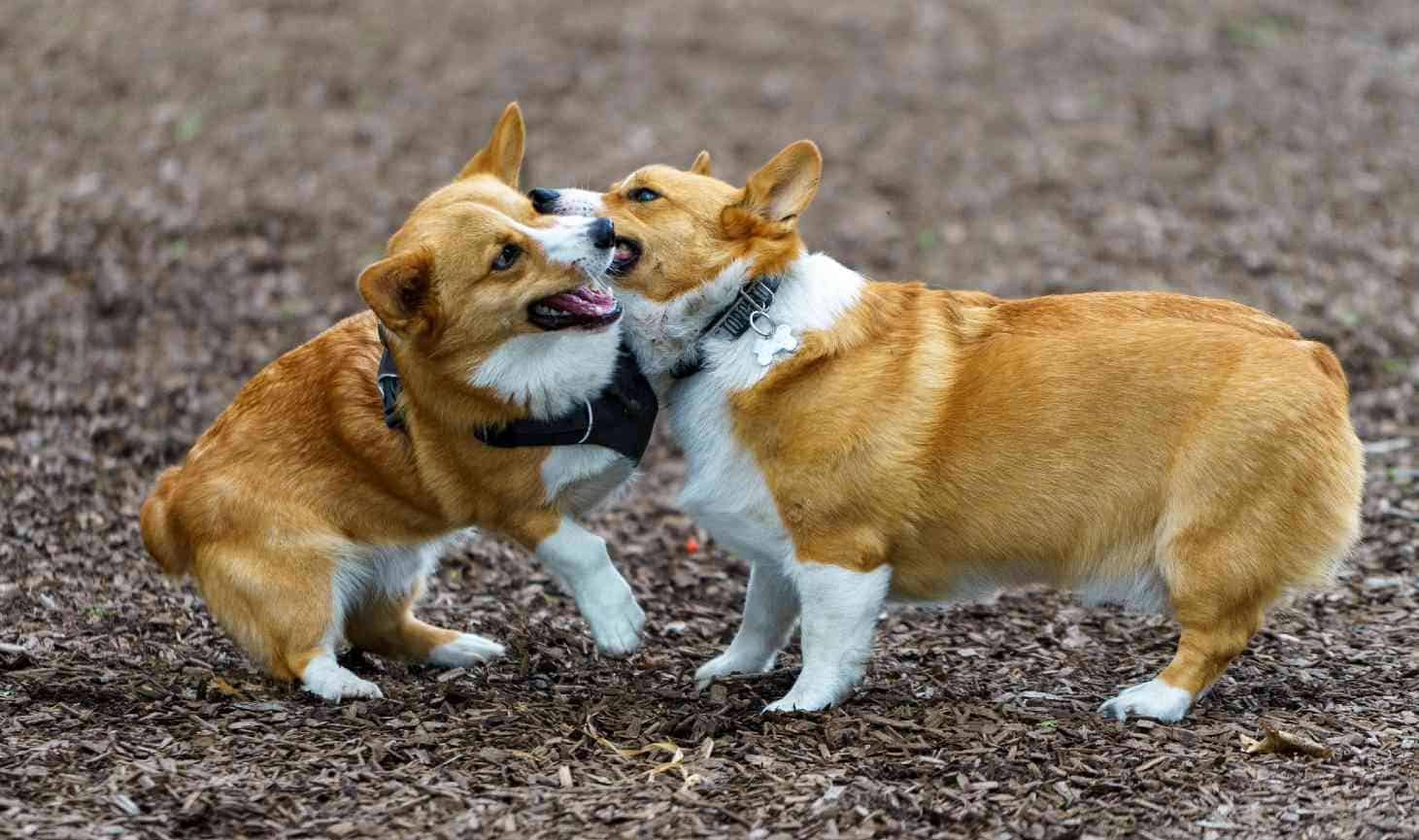 Do have docked tails? (Ultimate Guide)