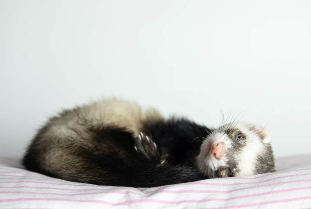 Are ferrets allowed in apartments