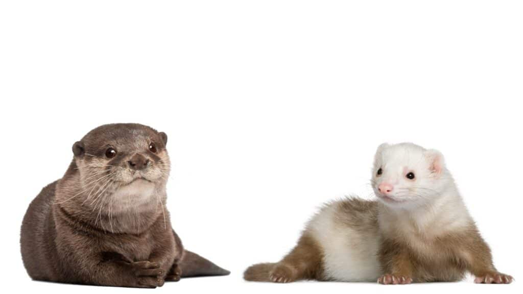 Are ferrets otters