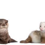 Are ferrets otters