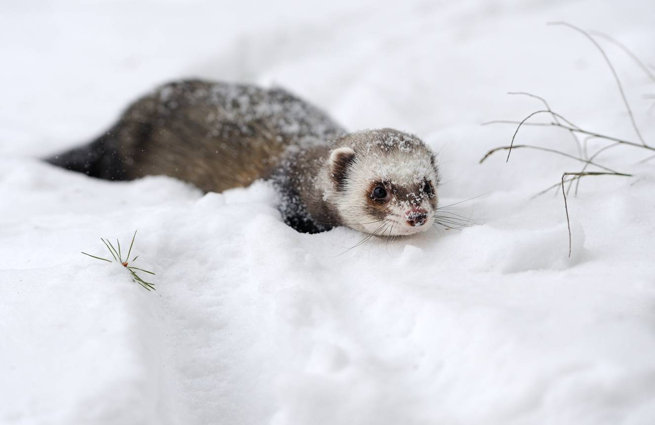 Beautiful wild ferret game snow