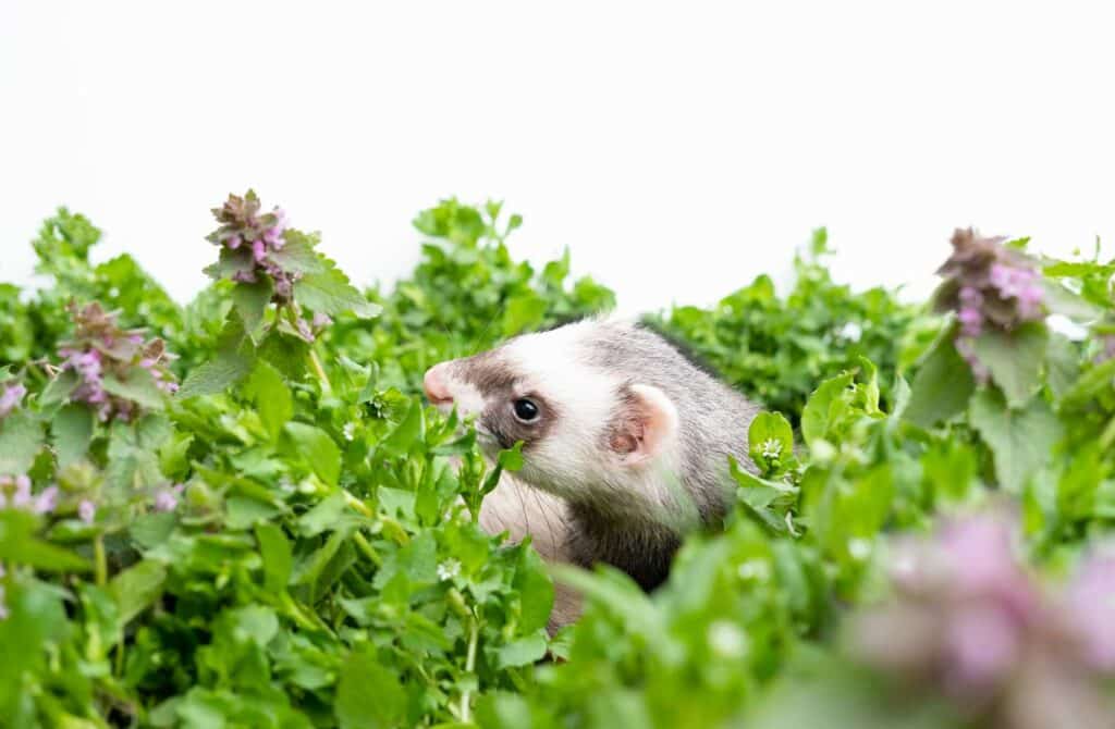 Can ferrets have catnip