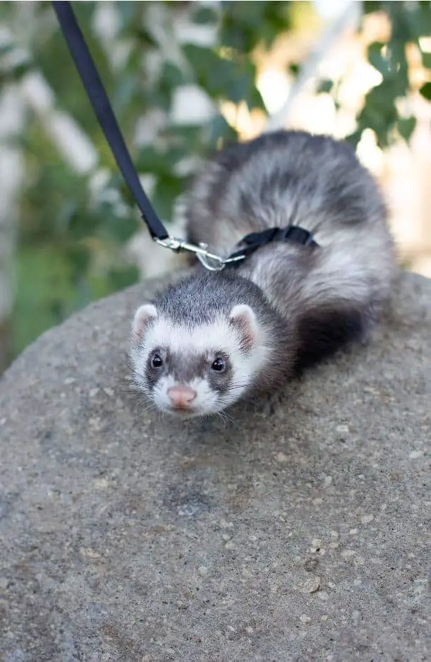 Can ferrets wear collars