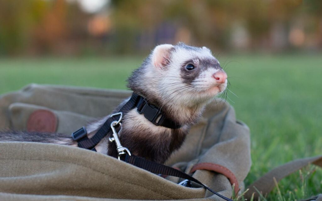 Can you take ferrets camping