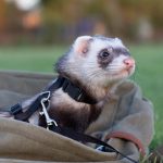 Can you take ferrets camping