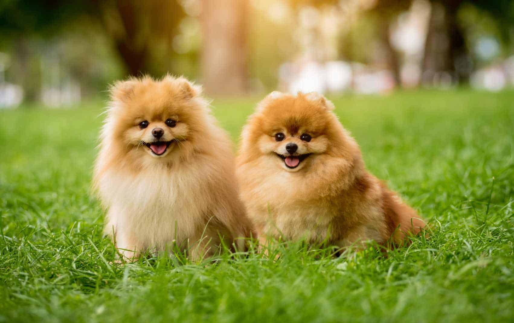 are pomeranians good guard dogs