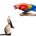 Do ferrets and birds get along