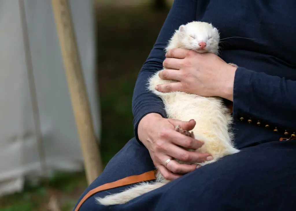 Do ferrets cuddle do ferrets like to be held