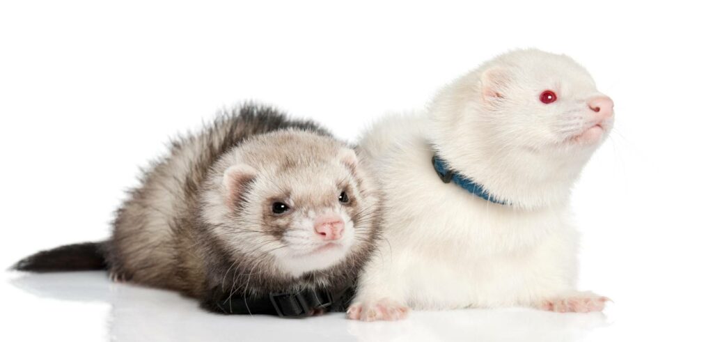 Do ferrets need a friend