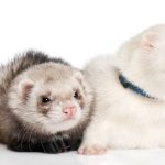 Do ferrets need a friend