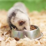 ferret eating dog food