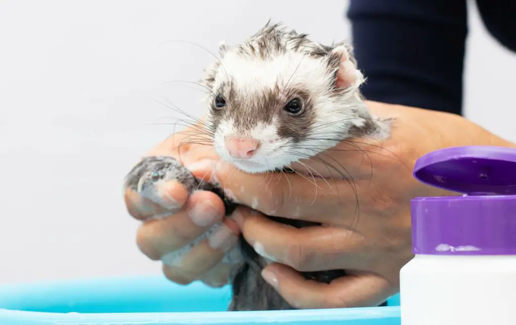 ferret polecat wash water white background