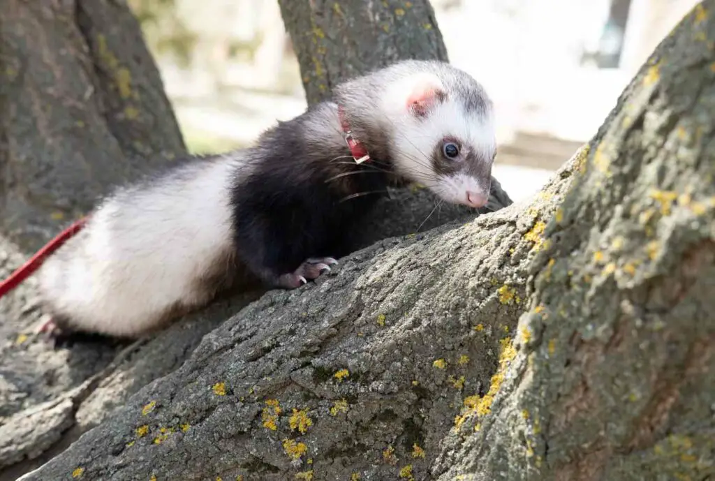 ferret sits tree summer
