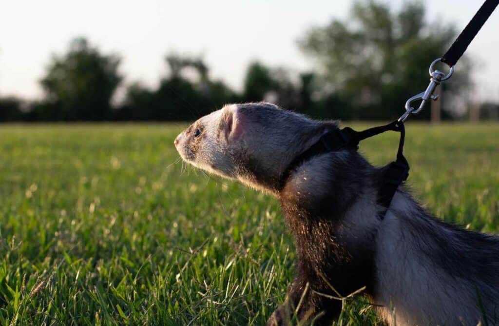 Ferret with pet collar leash grass