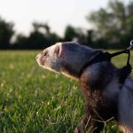 Ferret with pet collar leash grass