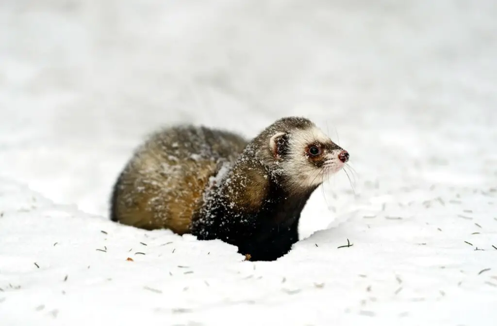 Forest ferret woods cold winter