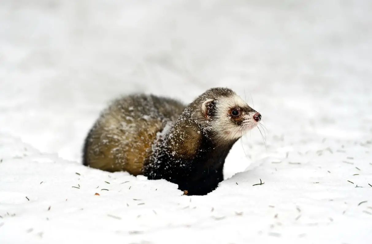 Can Ferrets Play in the Snow? (Explained)