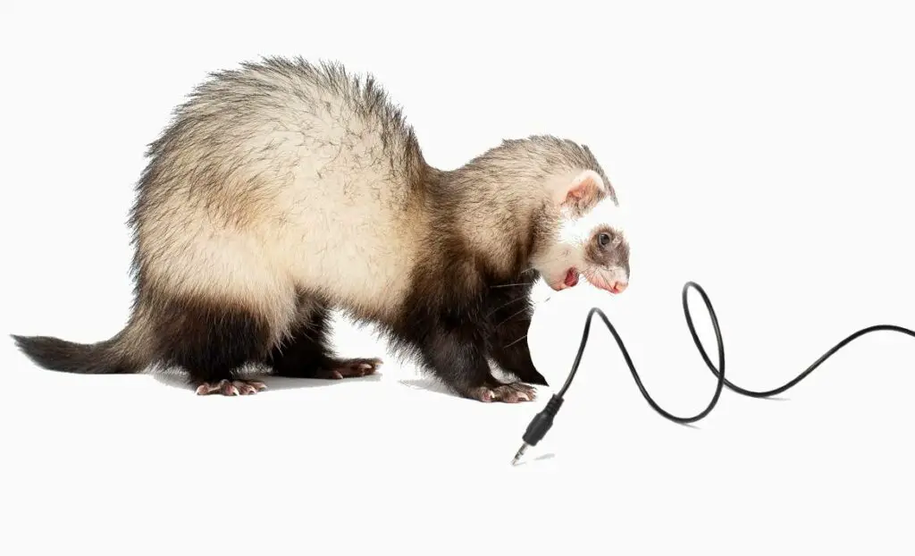 How to prevent ferrets from chewing on wires