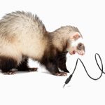 How to prevent ferrets from chewing on wires