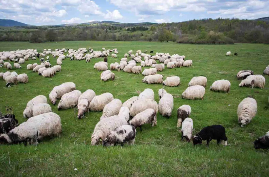 lot sheep mountain field