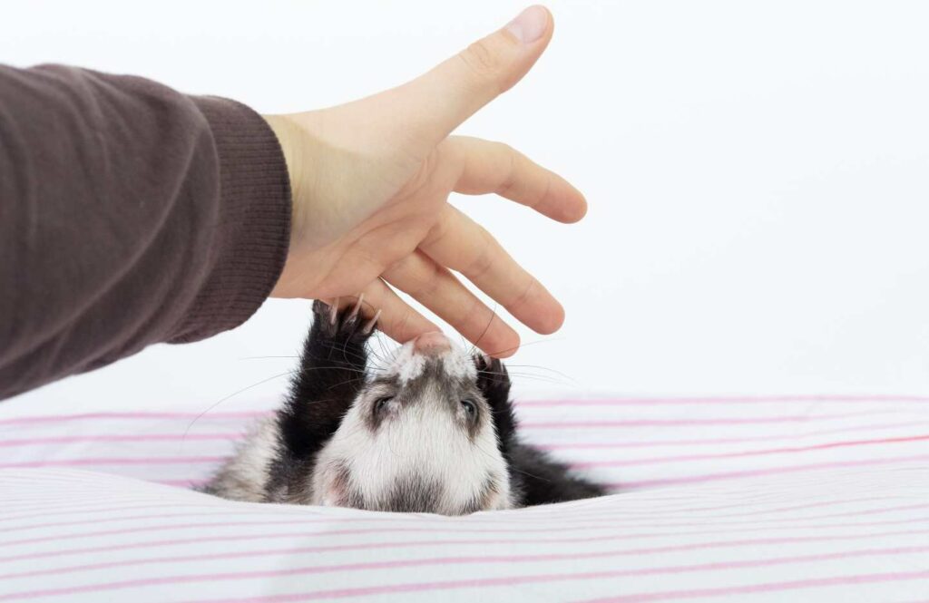 Portrait cute domestic ferret hand woman pet concept