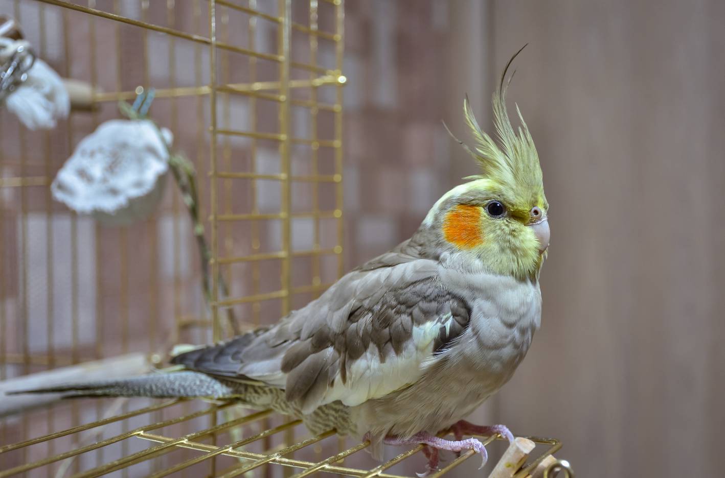 Should I Get a Second Cockatiel? (Explained) NewPetsOwner