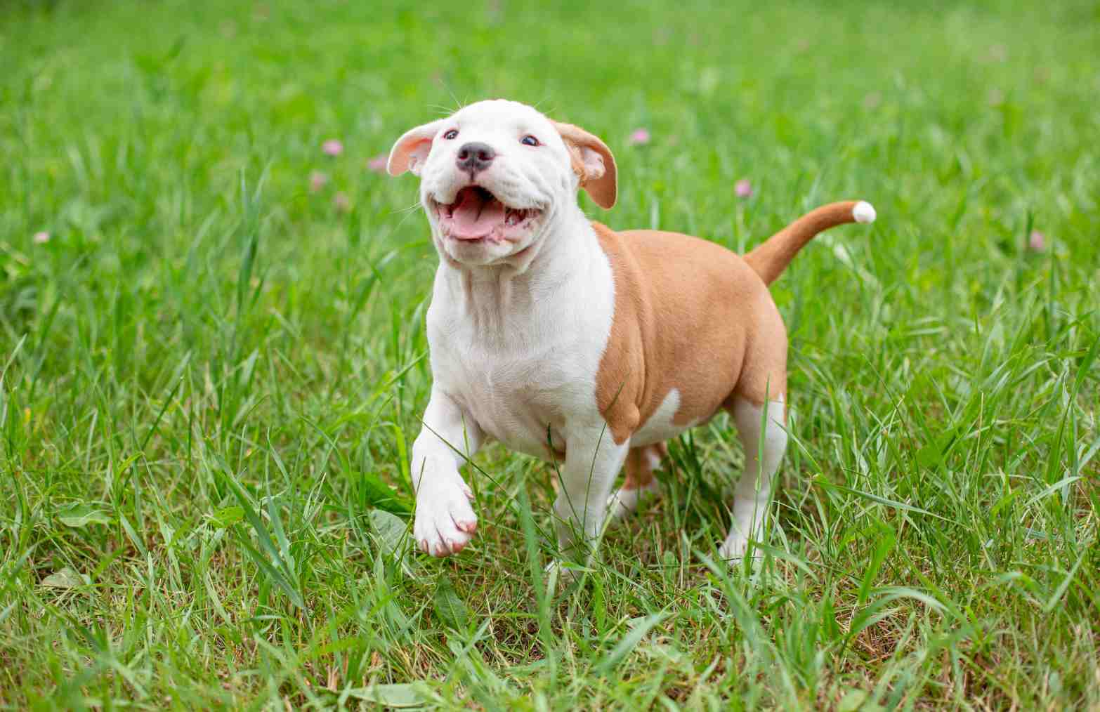 is the staffordshire bull terrier a descendant of the bulldog