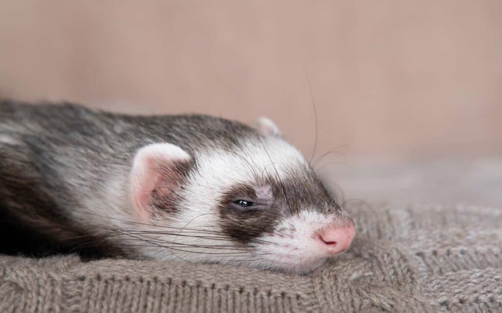 Why are ferrets illegal in new york