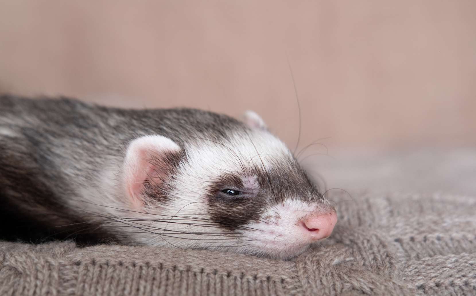 Why Are Ferrets Illegal In New York? (Explained)