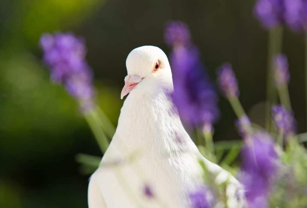 are doves smart birds