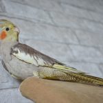 can a male cockatiel lay eggs