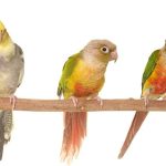Can conures get along with cockatiels