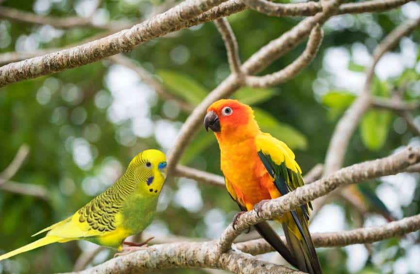 Can conures live with budgies