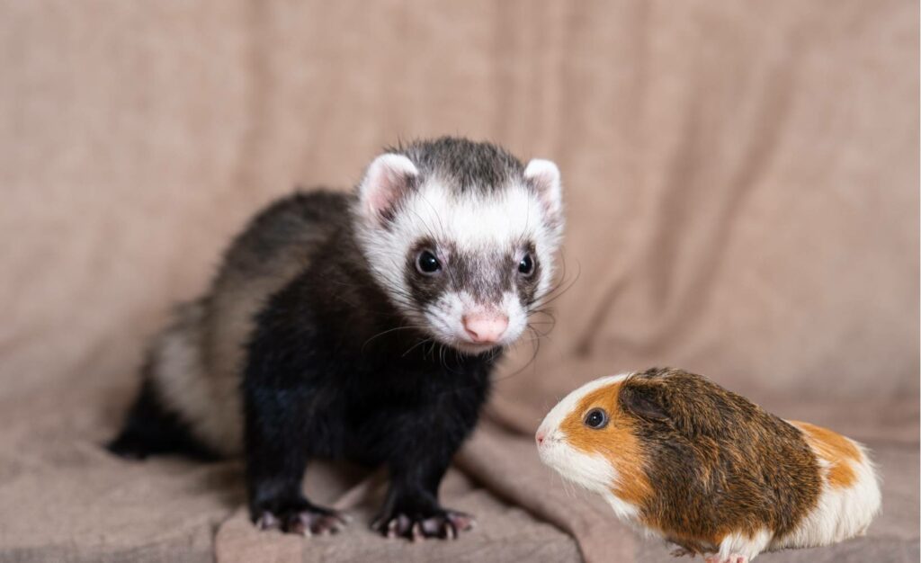 Can ferrets live with guinea pigs