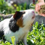 Can you get a guinea pig high