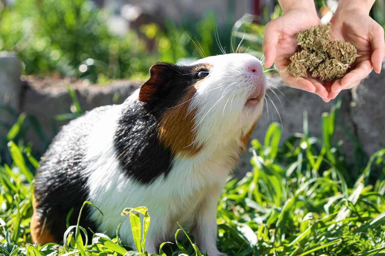 Can You Get a Guinea Pig High?( Let’s Find Out)