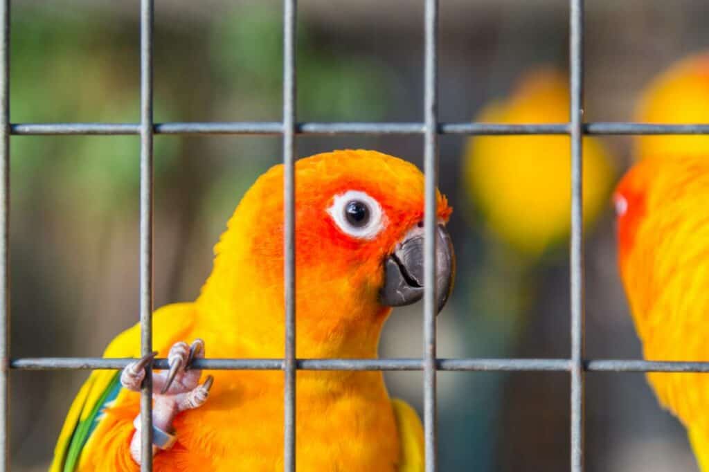 conure out of the cage