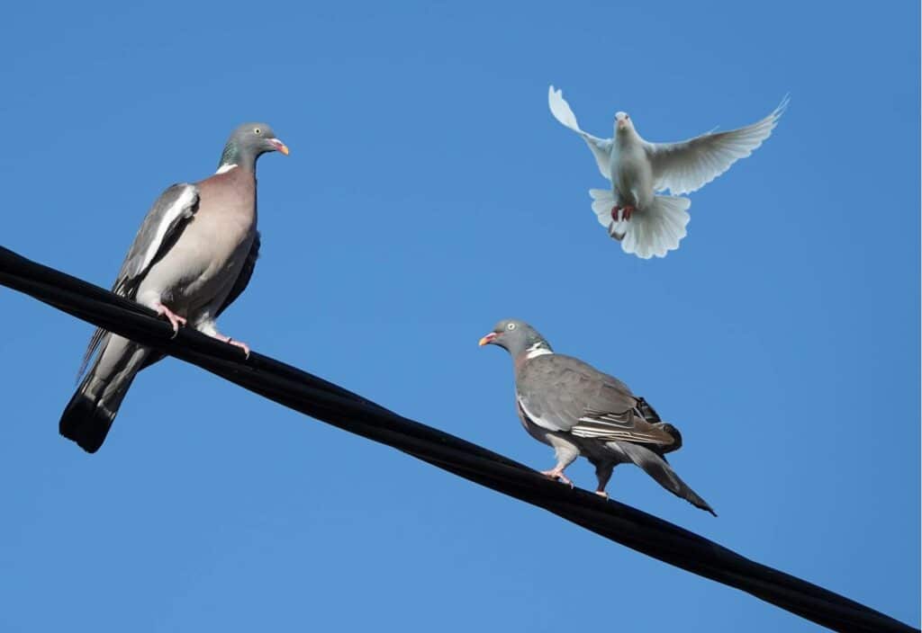 do doves and pigeons make good pets