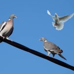 do doves and pigeons make good pets