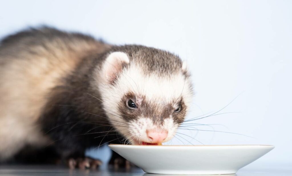 How much salmon oil for ferrets