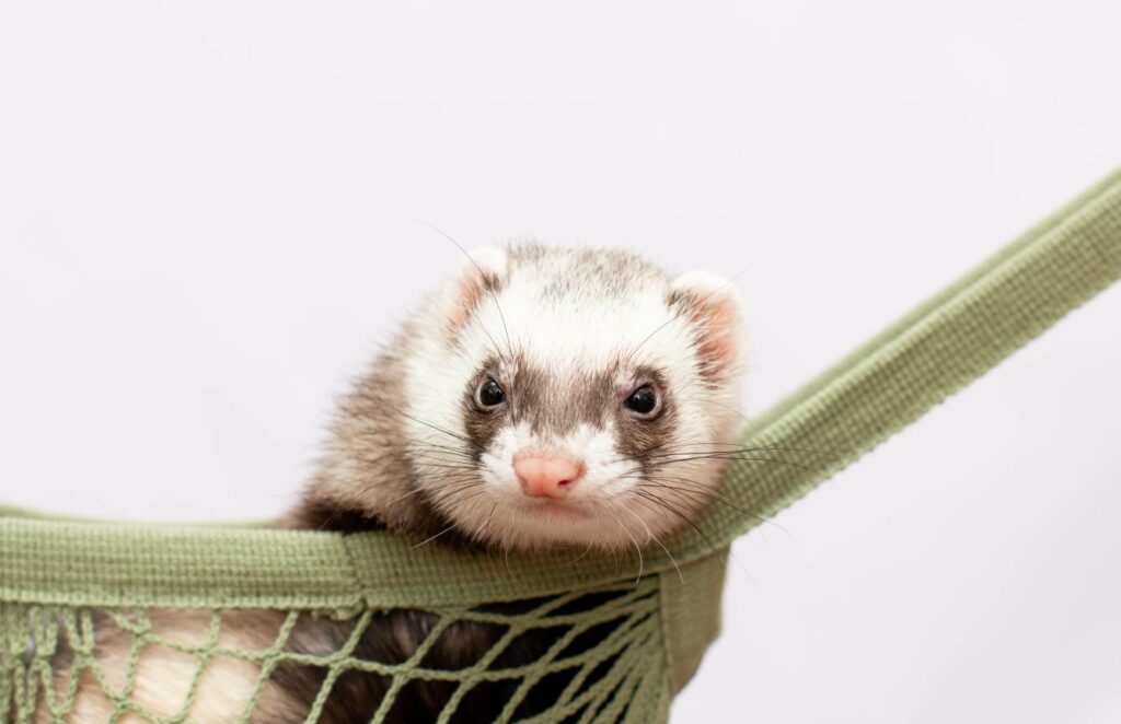 Things to do with ferrets on vacation