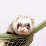 Things to do with ferrets on vacation