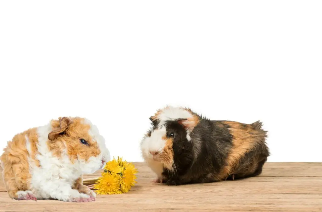 Why do guinea pigs eat each other