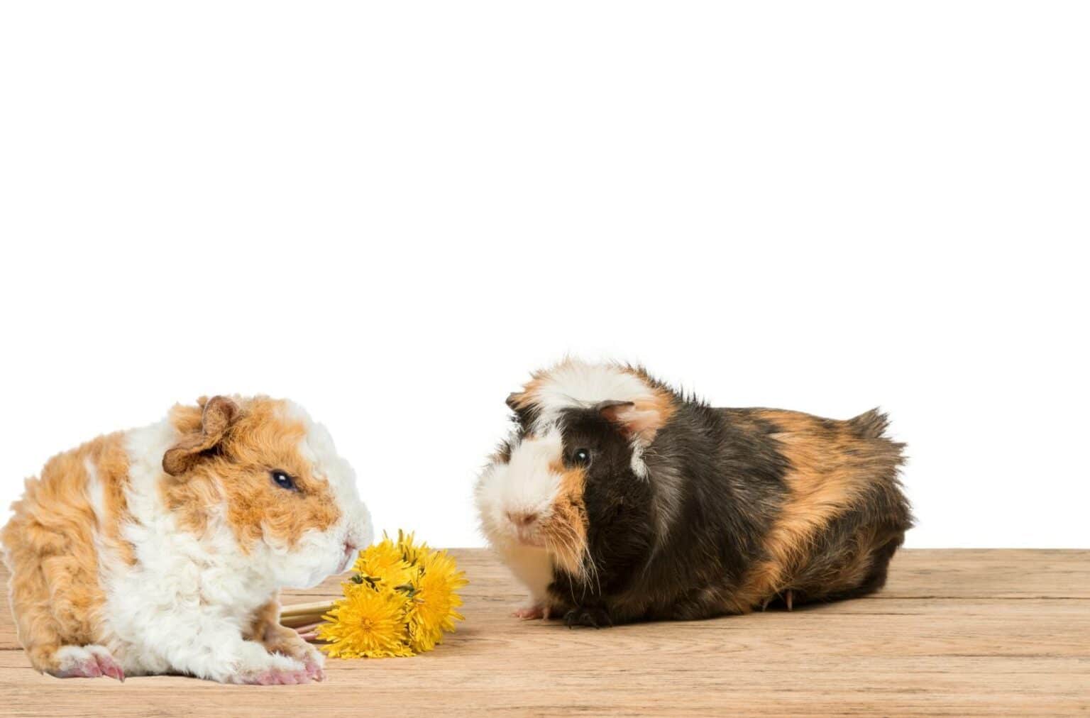 Why Do Guinea Pigs Eat Each Other? (Explained)