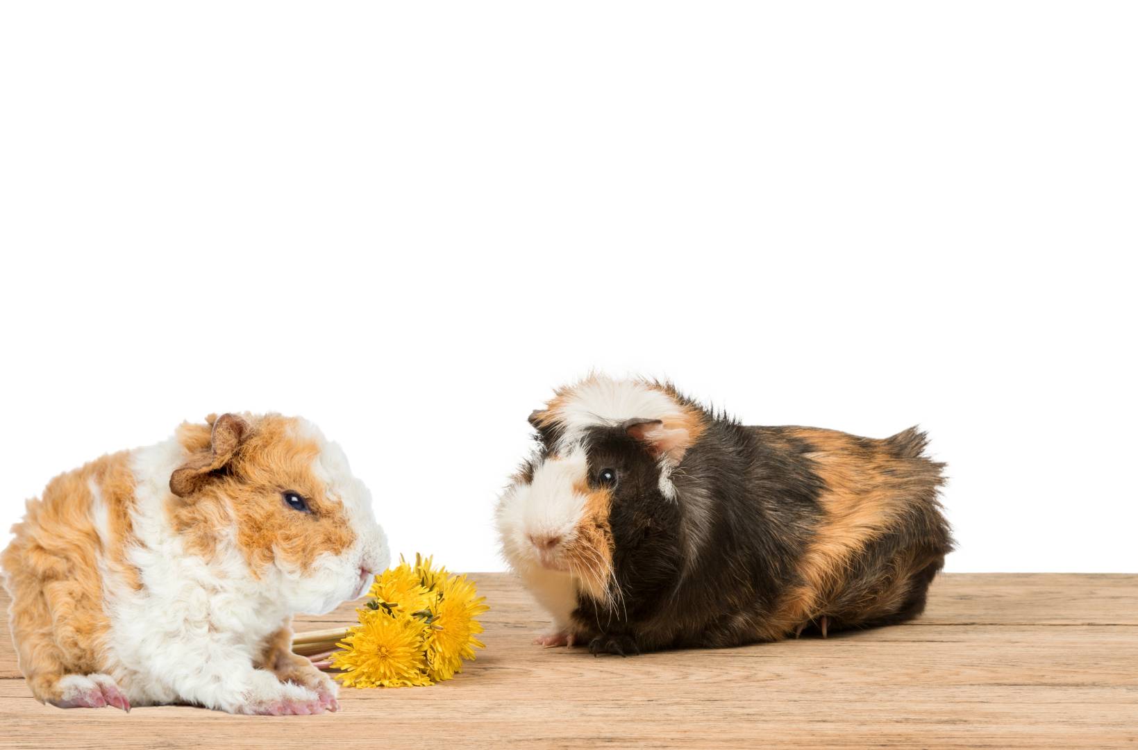 Why Do Guinea Pigs Hate? List of Things They Hate the Most