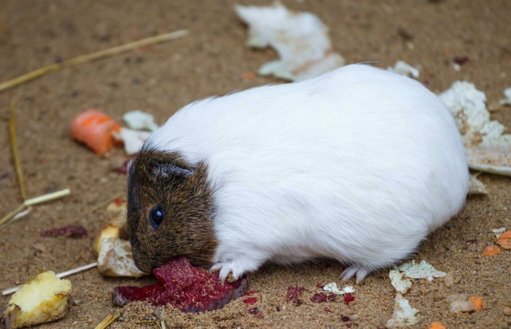 Why do guinea pigs eat so much