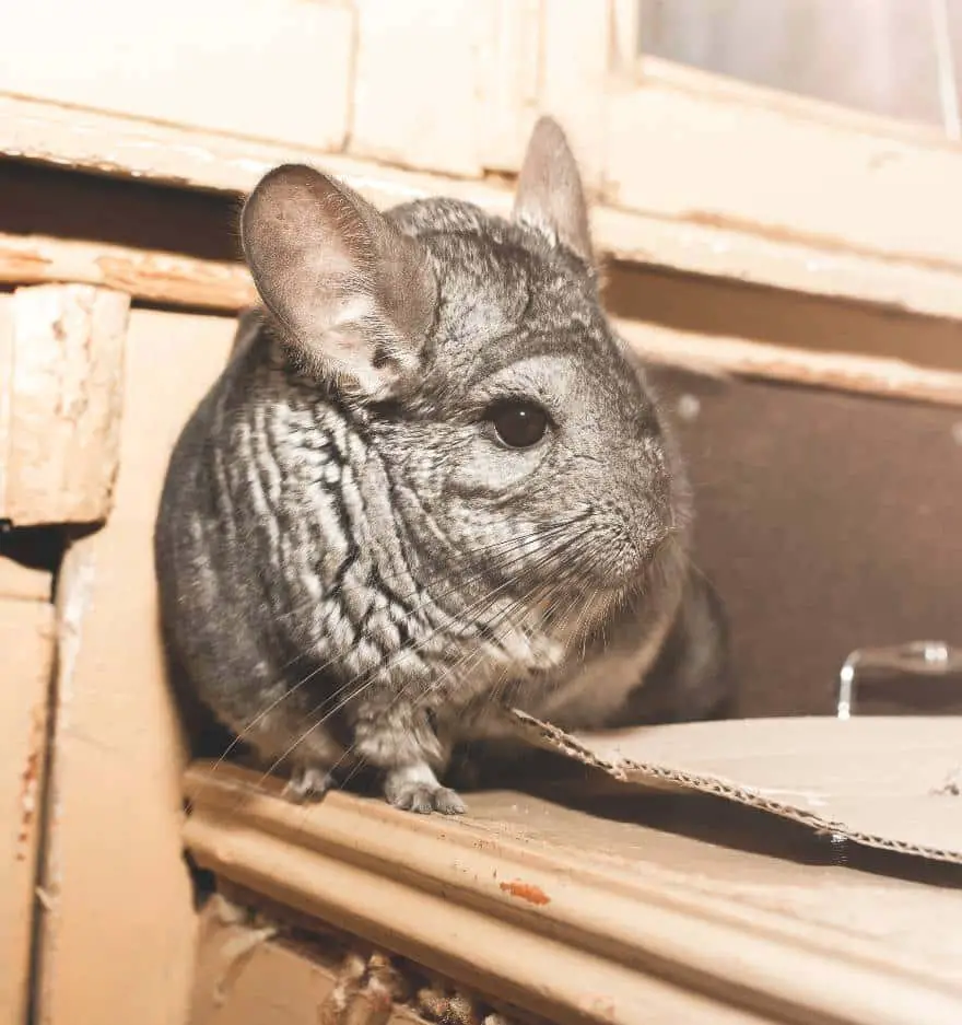 Can chinchillas get hiccups
