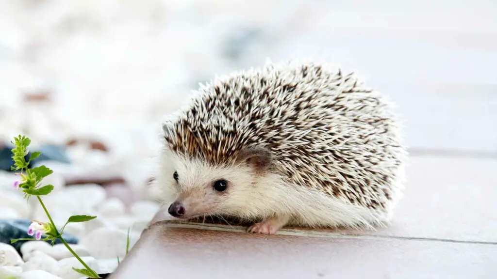 can hedgehog have catnip