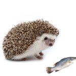 Can hedgehogs eat fish
